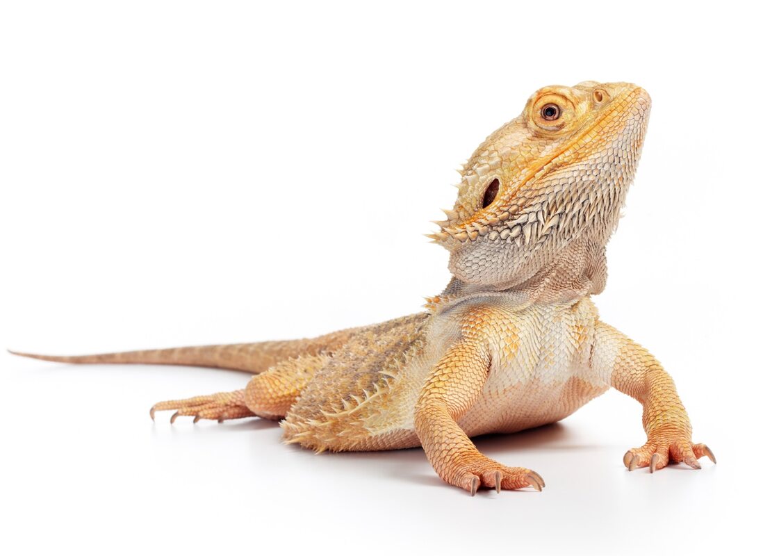 uv light for bearded dragon pets at home